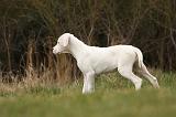 DOGUE ARGENTIN 096